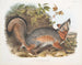 Renard gris - John Woodhouse Audubon — Ansicht des Kunstwerks