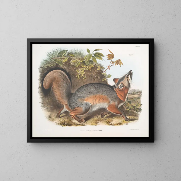 Renard gris - John Woodhouse Audubon — gerahmtes Bild an der Wand