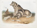 Hund Eskimo - John Woodhouse Audubon — Ansicht des Kunstwerks
