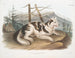 Hund domestique männlich von Indien - John Woodhouse Audubon — Ansicht des Kunstwerks
