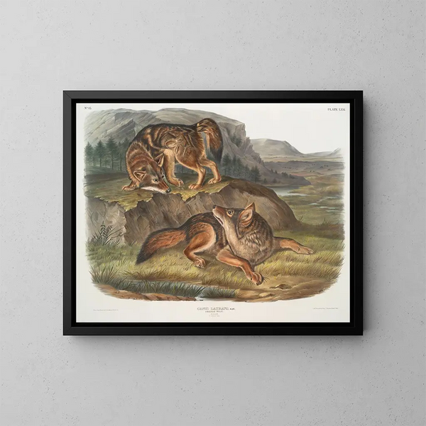 Loup des prairies mâle - John Woodhouse Audubon — gerahmtes Bild an der Wand