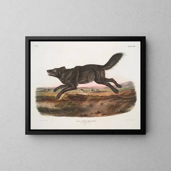 Loup noir américain mâle - John Woodhouse Audubon — gerahmtes Bild an der Wand