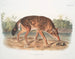Loup rouge du Texas mâle - John Woodhouse Audubon — Ansicht des Kunstwerks
