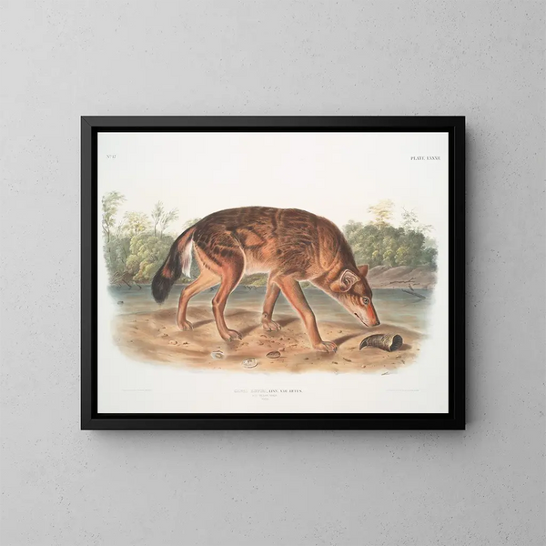 Loup rouge du Texas mâle - John Woodhouse Audubon — gerahmtes Bild an der Wand