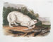 Loup blanc américain mâle - John Woodhouse Audubon — Ansicht des Kunstwerks