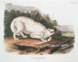 John Woodhouse Audubon - Canis lupus White American Wolf Male.webp