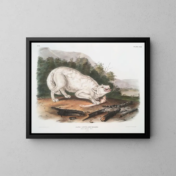 Loup blanc américain mâle - John Woodhouse Audubon — gerahmtes Bild an der Wand