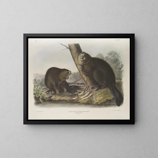 John Woodhouse Audubon - Castor fiber Americanus American Beaver.webp