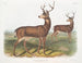 Hirsch der Columbie männlich mit schwarzem Schwanz von Richardson - John Woodhouse Audubon — Ansicht des Kunstwerks