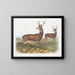 Hirsch der Columbie männlich mit schwarzem Schwanz von Richardson - John Woodhouse Audubon — gerahmtes Bild an der Wand