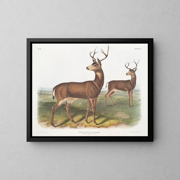 Hirsch der Columbie männlich mit schwarzem Schwanz von Richardson - John Woodhouse Audubon — gerahmtes Bild an der Wand