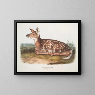 John Woodhouse Audubon - Cervus Virginianus Common American Deer Fawn Natural size.webp