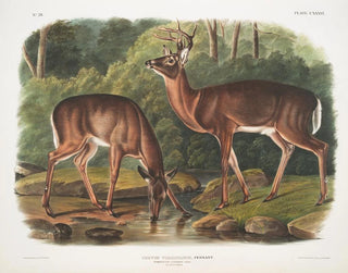 John Woodhouse Audubon - Cervus Virginianus Common or Virginian Deer Old male  female.webp