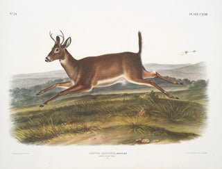 Hirsch mit langem Schwanz männlich - John Woodhouse Audubon — Ansicht des Kunstwerks