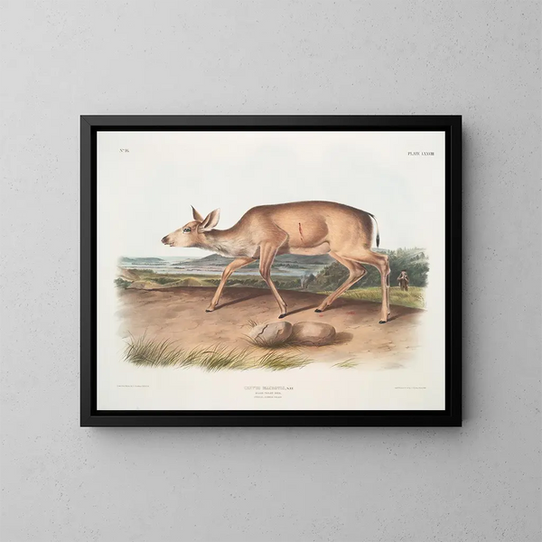 Hirsch mit schwarzem Schwanz, weiblich im Sommerfell - John Woodhouse Audubon — gerahmtes Bild an der Wand