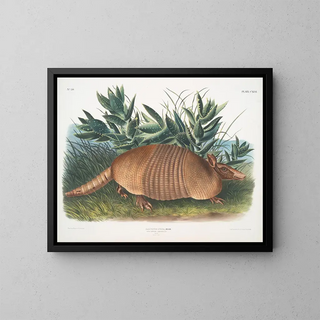 Tatou à neuf bandes mâle taille naturelle - John Woodhouse Audubon — gerahmtes Bild an der Wand