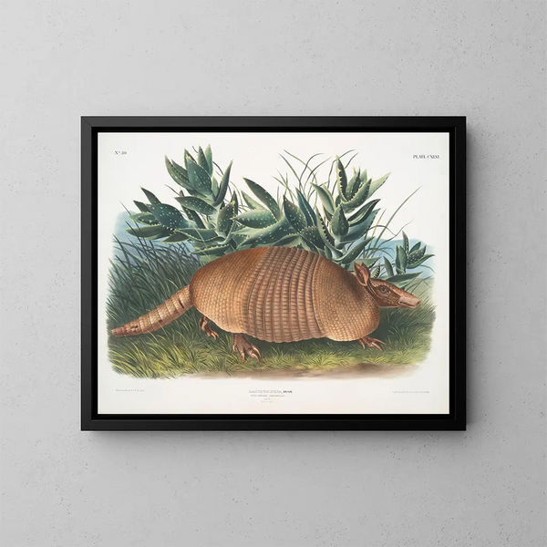 Tatou à neuf bandes mâle taille naturelle - John Woodhouse Audubon — gerahmtes Bild an der Wand