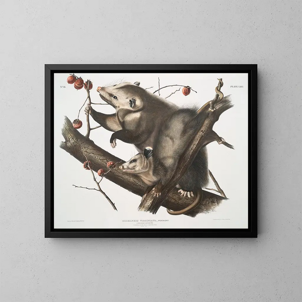 Virginie Opossum Weibchen jung Männchen 7 Monate Größe natur - John Woodhouse Audubon — gerahmtes Bild an der Wand
