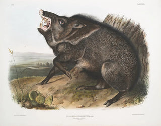 John Woodhouse Audubon - Dycoteles torquatus Collared Peccary Male.webp