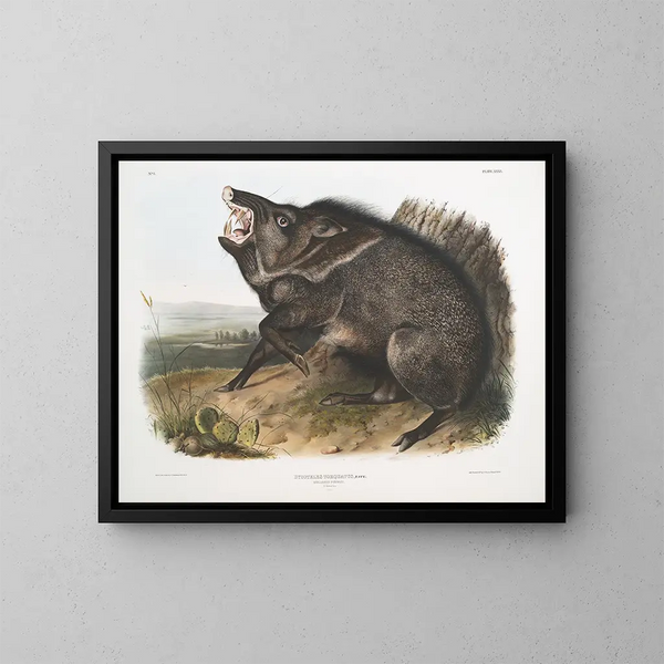 Peccary à collier mâle - John Woodhouse Audubon — gerahmtes Bild an der Wand