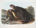 Loutre de mer jeune mâle - John Woodhouse Audubon — Ansicht des Kunstwerks