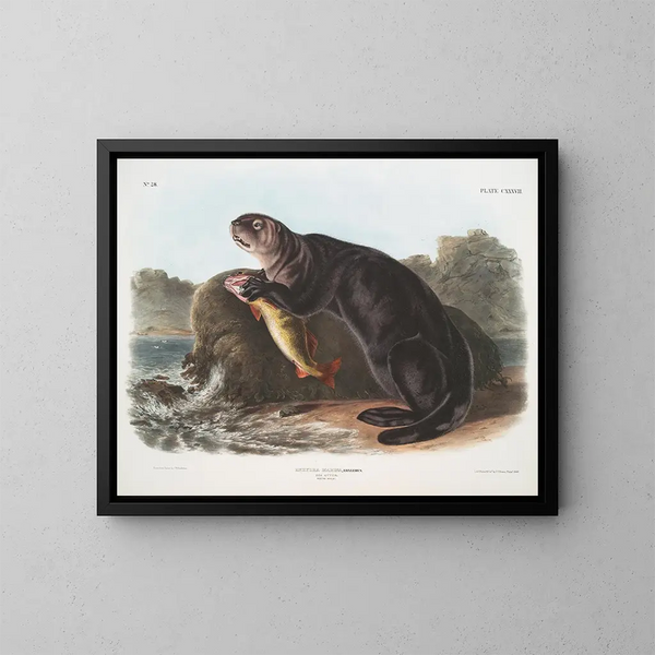 Loutre de mer jeune mâle - John Woodhouse Audubon — gerahmtes Bild an der Wand