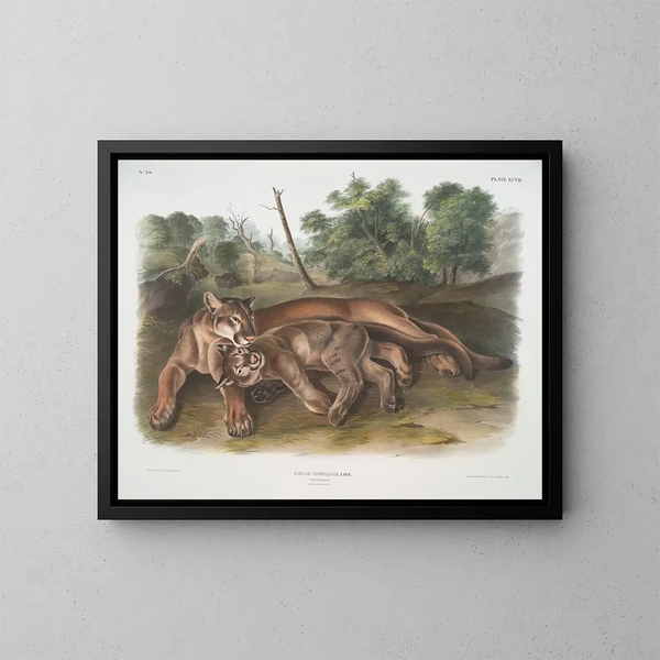 Félin concolor, die junge weibliche Puma - John Woodhouse Audubon — gerahmtes Bild an der Wand