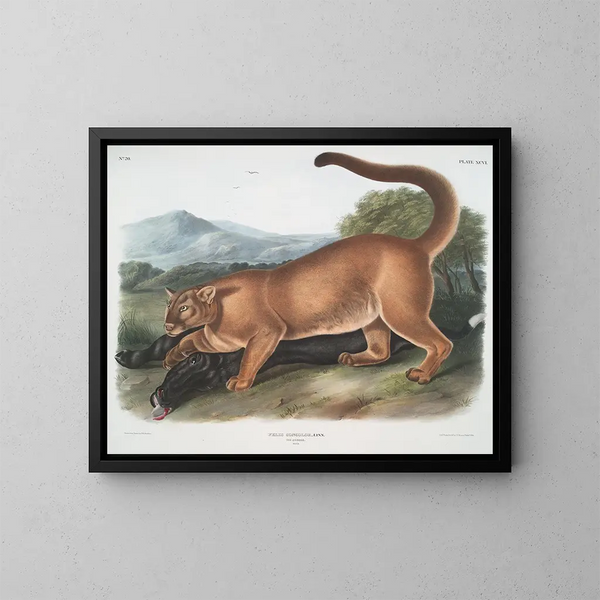 Der männliche Puma - John Woodhouse Audubon — gerahmtes Bild an der Wand