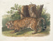 Jaguar weiblich - John Woodhouse Audubon — Ansicht des Kunstwerks