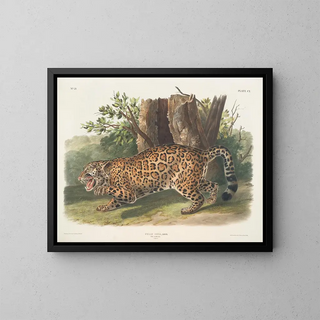 John Woodhouse Audubon - Felis onca The Jaguar Female.webp