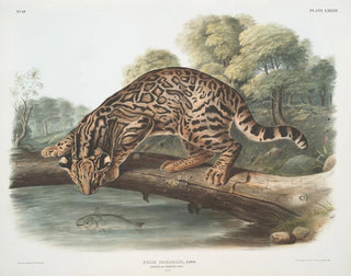 John Woodhouse Audubon - Felis pardalis Ocelot or LeopardCat Male.webp