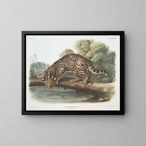 Ozelot oder Leopardenkatze männlich - John Woodhouse Audubon — gerahmtes Bild an der Wand