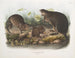 Ratte musqué natürlich in Originalgröße alt und jung - John Woodhouse Audubon — Ansicht des Kunstwerks