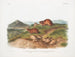 Lemming fauve Taille naturelle Lemming à trois cornes Taille naturelle - John Woodhouse Audubon — Ansicht des Kunstwerks