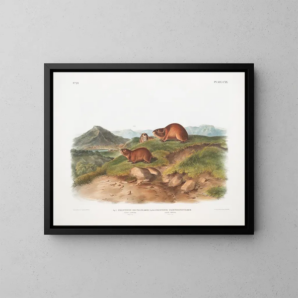 Lemming fauve Taille naturelle Lemming à trois cornes Taille naturelle - John Woodhouse Audubon — gerahmtes Bild an der Wand
