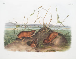 John Woodhouse Audubon - Geomys douglassii Columbia Pouched Rat Natural size.webp