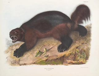 John Woodhouse Audubon - Gulo luscus Wolverine.webp