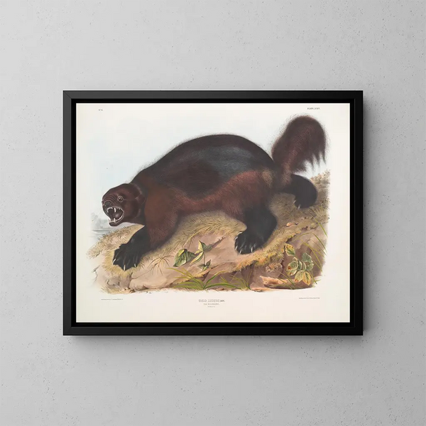 Gulo luscus, der Glutton - John Woodhouse Audubon — gerahmtes Bild an der Wand
