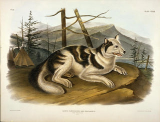 John Woodhouse Audubon - Hare Indian Dog.webp