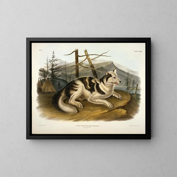Hund indischer Hare - John Woodhouse Audubon — gerahmtes Bild an der Wand