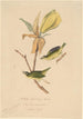 Kentucky Goldene Flügel Paruline - John Woodhouse Audubon — Ansicht des Kunstwerks