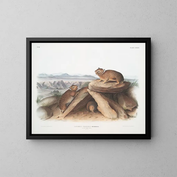 Lagomys princeps Kleiner Hase Originalgröße - John Woodhouse Audubon — gerahmtes Bild an der Wand