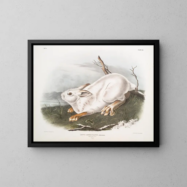 Hase von Amerika, natürliche Größe, Winter - John Woodhouse Audubon — gerahmtes Bild an der Wand