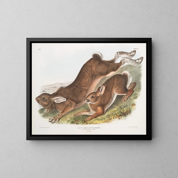 Hase in Amerika - John Woodhouse Audubon — gerahmtes Bild an der Wand
