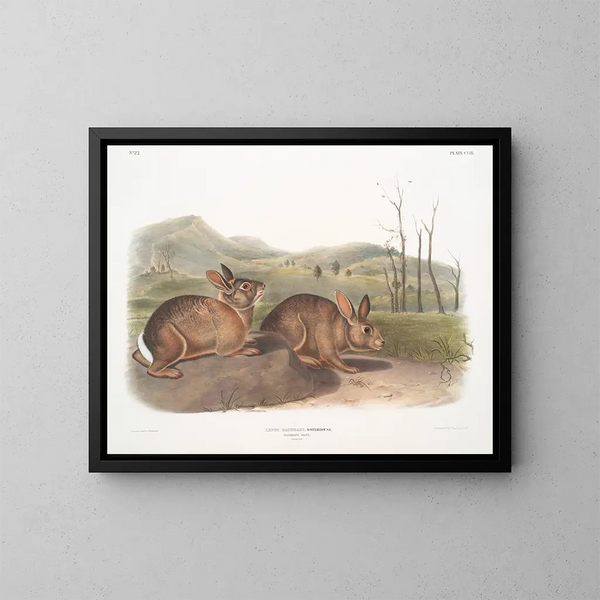 Lièvre de Bachman taille naturelle - John Woodhouse Audubon — gerahmtes Bild an der Wand