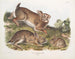 Lièvre sylvestre, lapin gris, taille naturelle, vieux et jeune - John Woodhouse Audubon — Ansicht des Kunstwerks