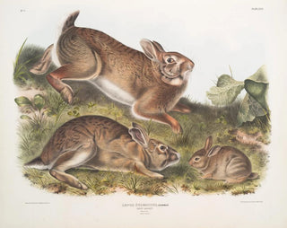 John Woodhouse Audubon - Lepus Sylvaticus Grey Rabbit Natural size Old  young.webp
