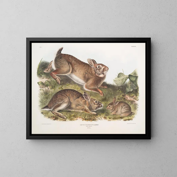 Lièvre sylvestre, lapin gris, taille naturelle, vieux et jeune - John Woodhouse Audubon — gerahmtes Bild an der Wand