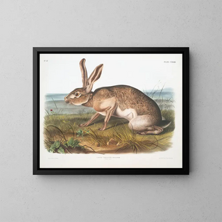 John Woodhouse Audubon - Lepus Texianus Texian Hare Male Natural size.webp