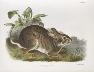 John Woodhouse Audubon - Lepus aquaticus Swamp Hare Natural size Male.webp